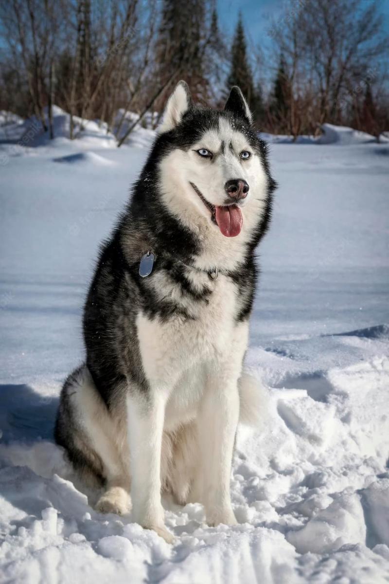 Chó Siberian Huskies