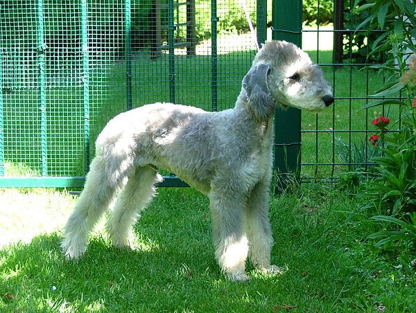 Chó sục Bedlington là một con chó mang diện mạo của một chú cừu non