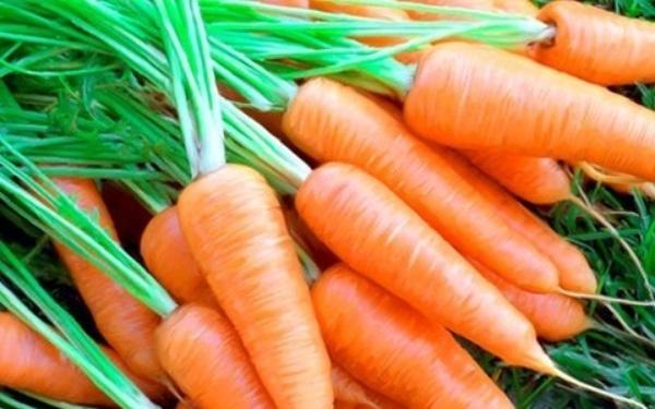 Cà rốt có lượng chất xơ dồi dào hỗ trợ tiêu hóa