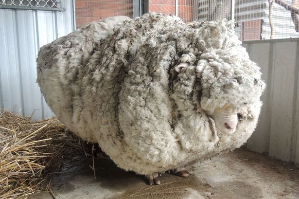 Chú cừu có bộ lông dày nhất thế giới.