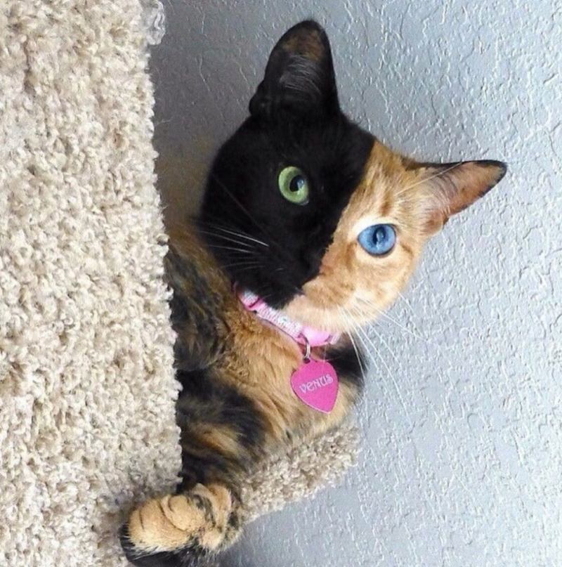 Chú mèo Venus với khuôn mặt đẹp lạ