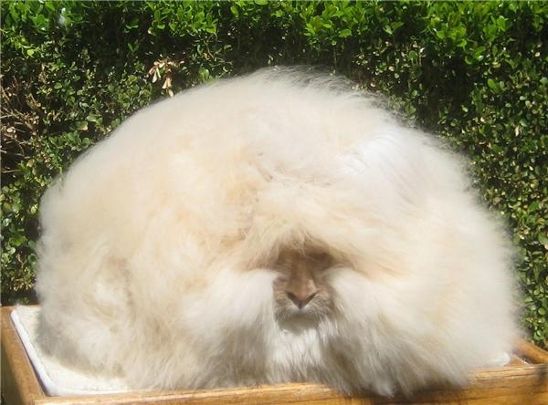 Chú thỏ có bộ lông dài nhất thế giới