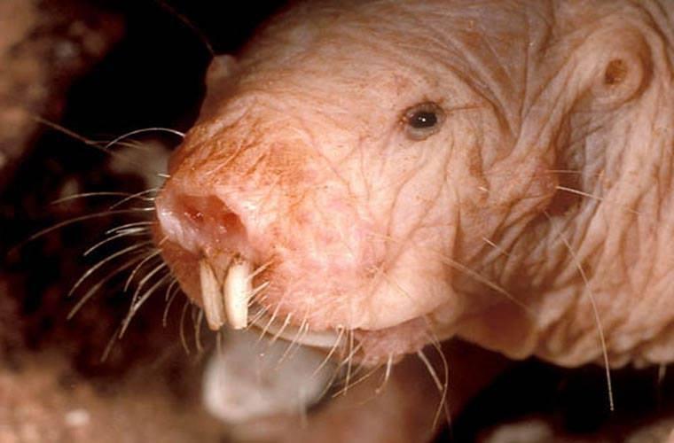 Chuột chũi Đông Phi (Naked Mole Rat) - Miễn dịch với ung thư