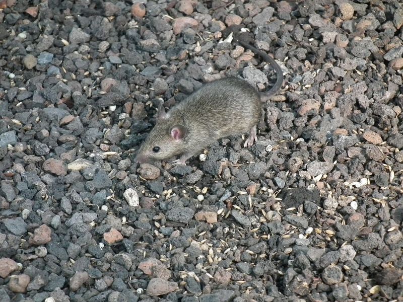 Chuột là một trong những loài có tốc độ sinh sản nhanh nhất trên thế giới.