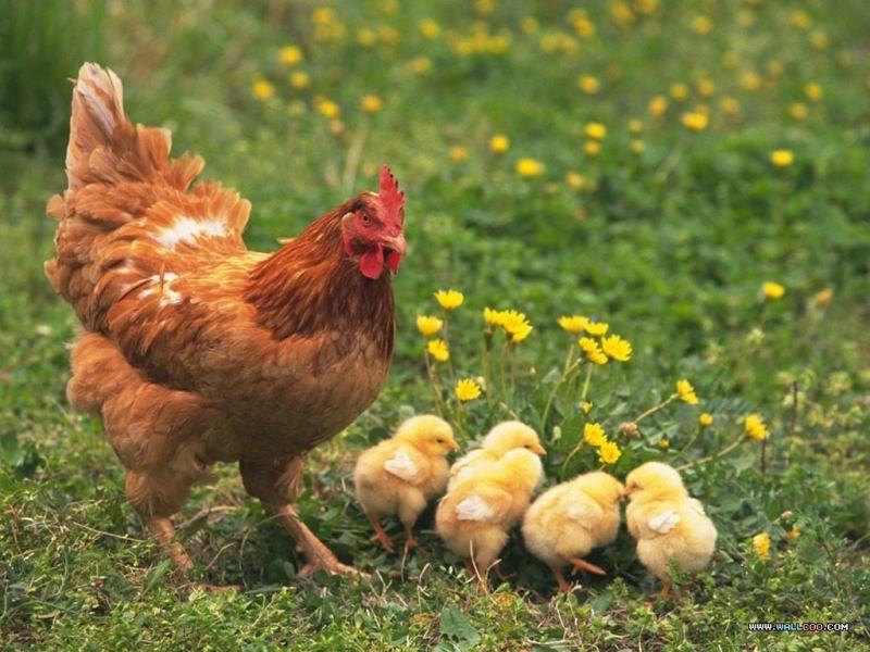 Khi những quả trứng đã nở ra thành những chú gà chiếp rất dễ thương thì lúc này gà mái mơ đã được làm mẹ.
