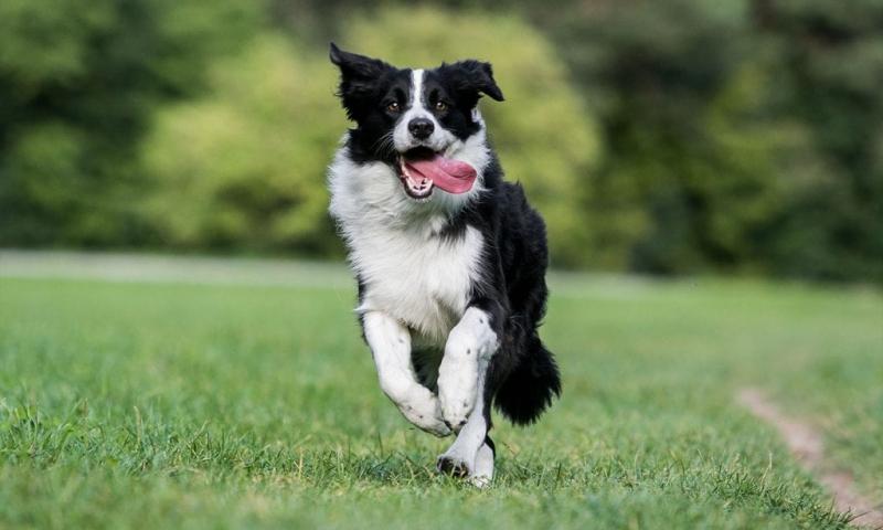 một chú chó border collie đen trắng tươi cười chạy tung tăng trên bãi cỏ