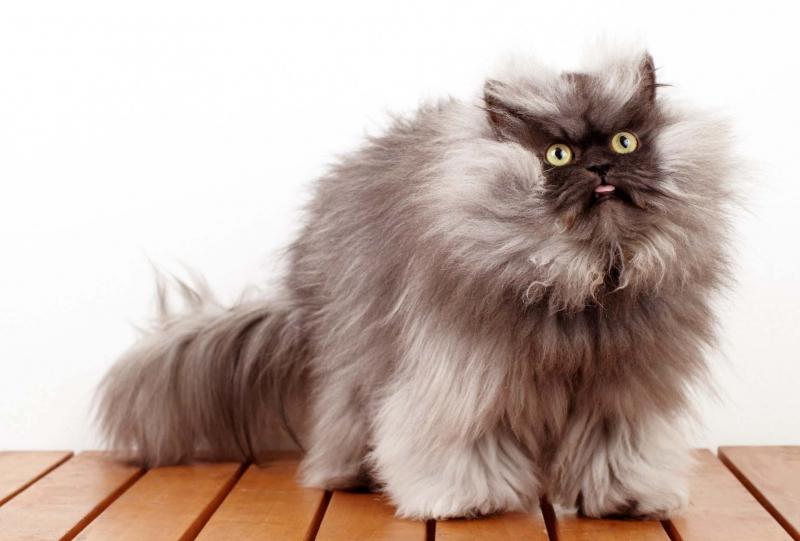 Colonel Meow đã được ghi nhận bởi Guinness World Records
