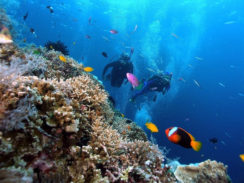 Thời gian lý tưởng để chiêm ngưỡng vẻ đẹp của san hô là từ tháng 3 đến tháng 9