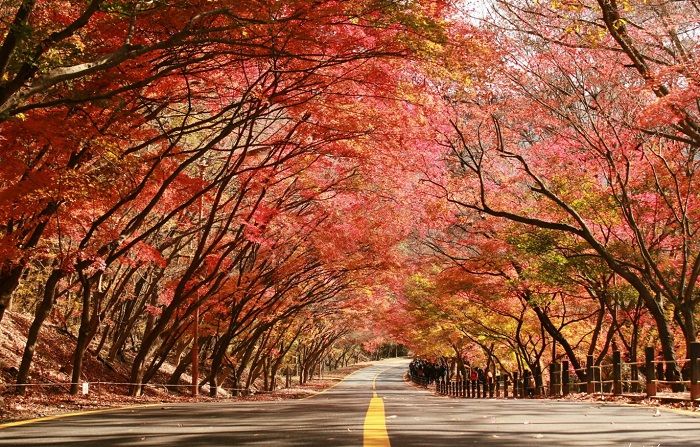 Con đường mùa thu ở Kyoto, Nhật Bản