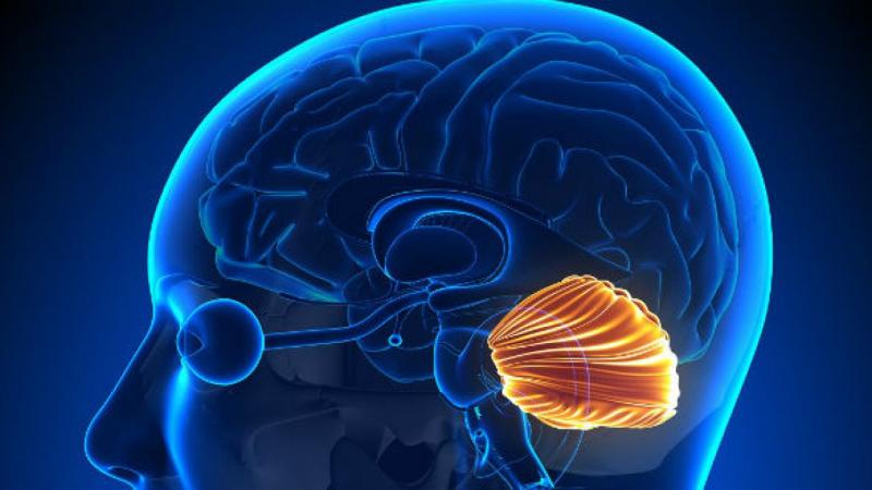 Ngoài ra, tác dụng cũng được nghiên cứu để sử dụng cho các bệnh nhân mất điều hòa tiểu não