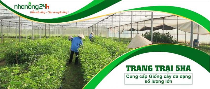 Công ty Cổ phần Hệ sinh thái Công nghệ Việt Nam (Nhanong24h)