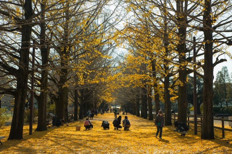 Công viên Showa Kinen - Nhật