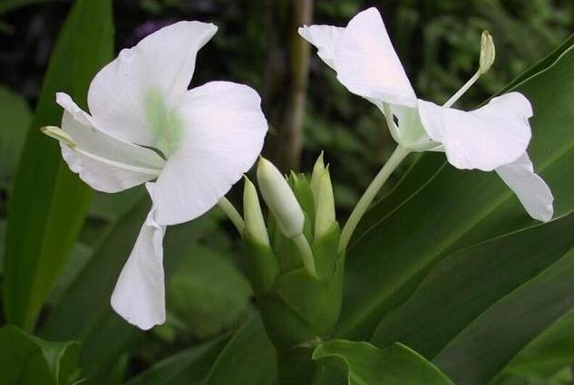 Hoa bướm trắng hay bạch yến (Mariposa) - Quốc hoa của Cu Ba