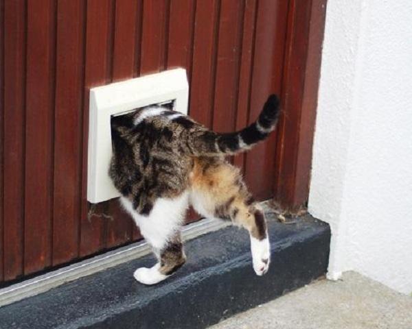 Cửa cho mèo (nguôn internet)