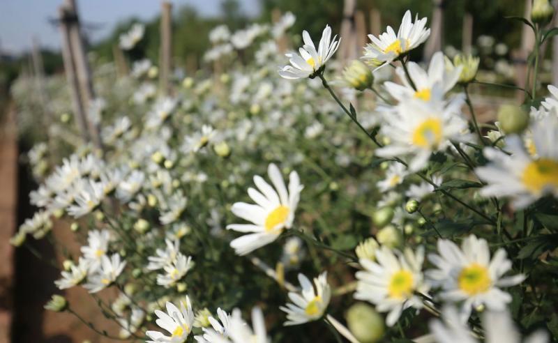 Hoa cúc họa mi thường được trồng rải rác ở khu bãi đá sông Hồng, thuộc phường Nhật Tân, đoạn sau chợ hoa Quảng An, quận Tây Hồ