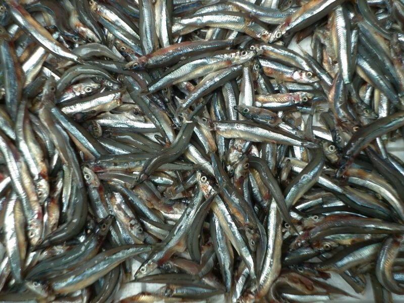 Lượng omega 3 từ cá cũng được chuyển vào trong nước mắm