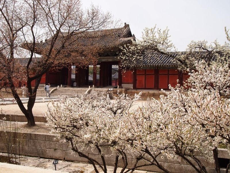 Changgyeonggung là một trong những cung điện cổ kính nhất ở Hàn Quốc