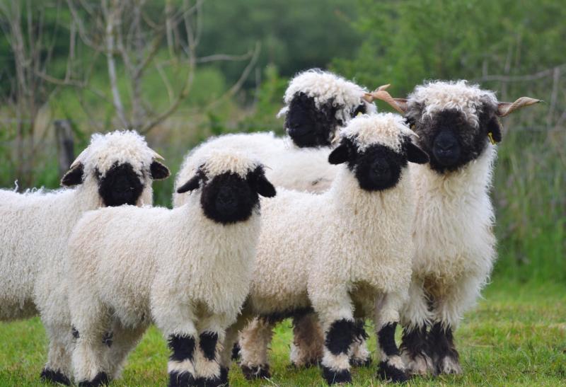 Cừu mũi đen Valais