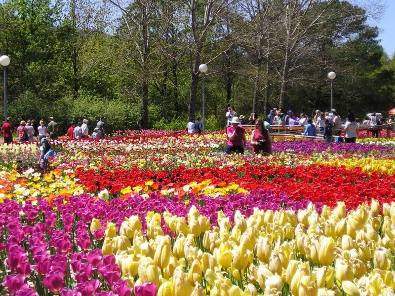 Vườn hoa Đà Lạt bốn mùa khoe sắc đem lại cảm giác cho du khách như lạc giữa đất nước Hà Lan thu nhỏ