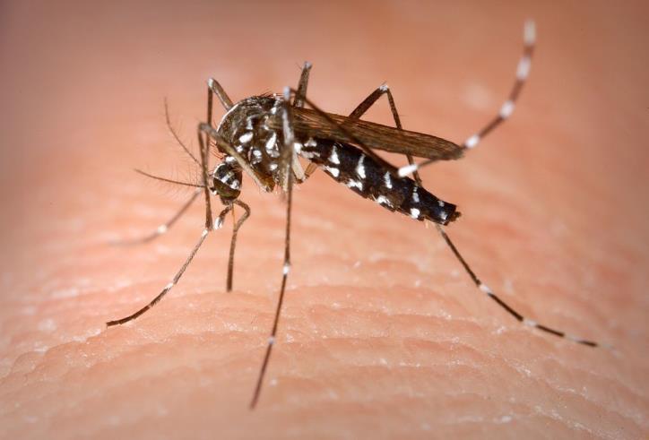 Đặc điểm của muỗi truyền sốt xuất huyết