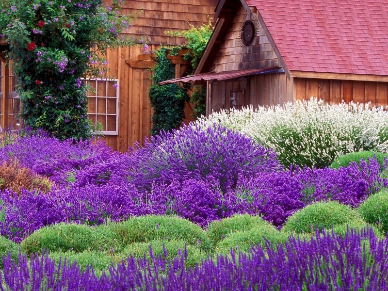 Ngôi nhà gỗ nổi bật với rừng hoa tím ngắt