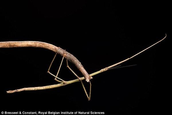 Bọ que Phasmatodea là loài côn trùng dài nhất trên thế giới