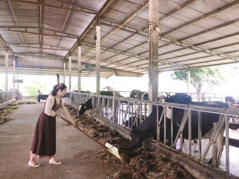 Trang trại du lịch bò sữa Dairy Farm Mộc Châu