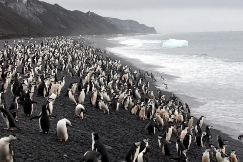 Đảo Deception ở Antarctica