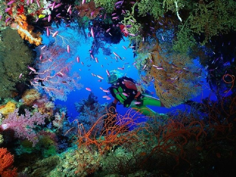 hệ thống san hô sinh động của đảo Hòn Mun