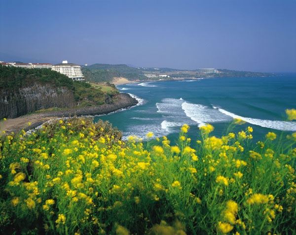 Đảo Jeju đẹp thơ mộng