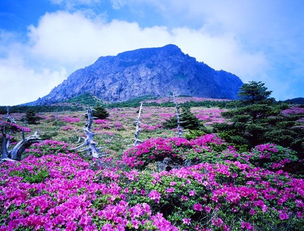 Mùa hoa ở đảo Jeju