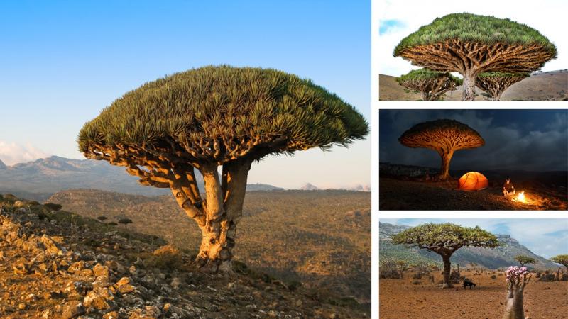 Đảo Socotra, Yemen