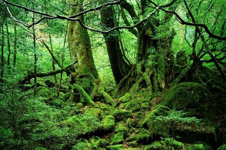 Thiên nhiên hoang sơ ở ốc đảo xanh Yakushima