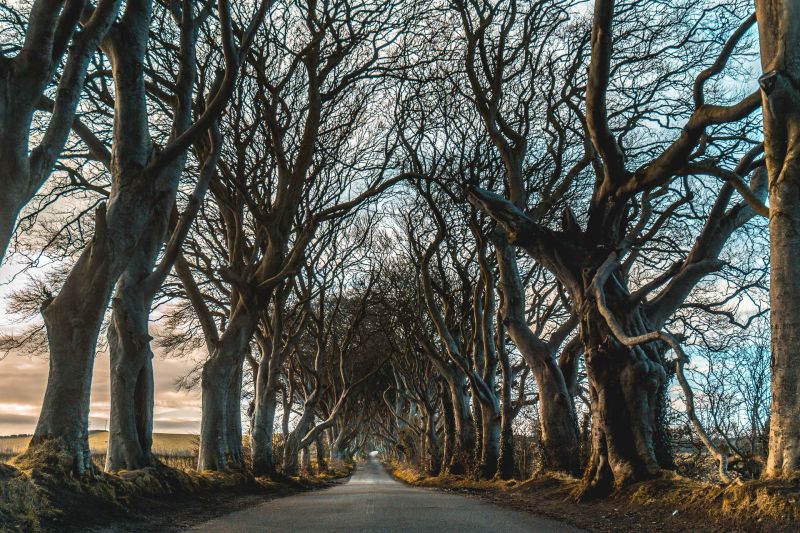 Con đường cây Dark Hedges ở Bắc Ireland