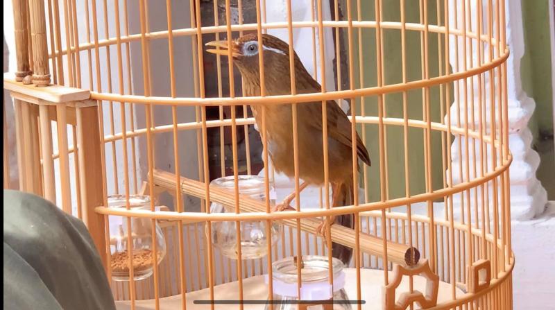 Giới thiệu những loại chim cảnh dễ nuôi nhất có thể nuôi ở trong nhà
