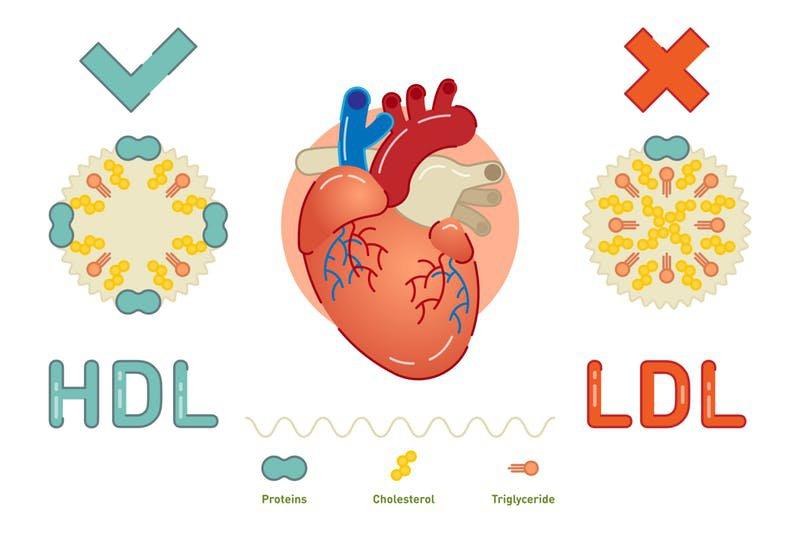 Chỉ số HDL và LDL trong xét nghiệm máu