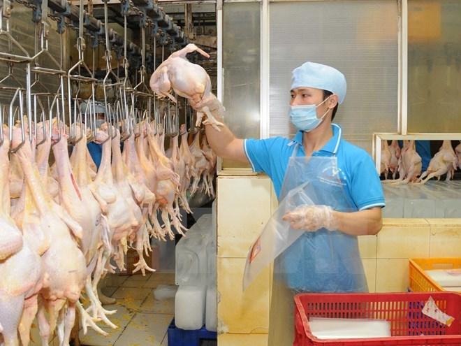 Sản xuất thịt gà xuất khẩu sang Nhật Bản tại Công ty TNHH Koyu & Unitek ở Khu công nghiệp Loteco (TP.Biên Hòa).