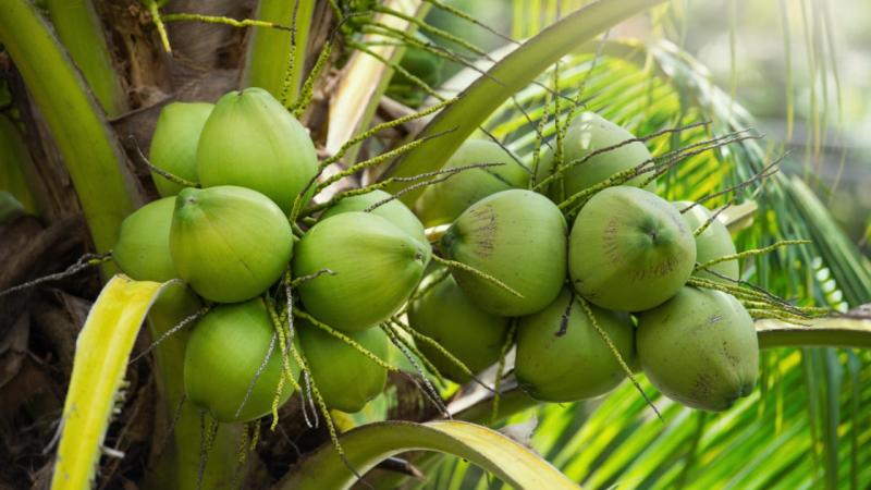 Người dân Nam Bộ ưa thích dùng quả dừa làm vật phẩm cúng tế trời đất và tổ tiên