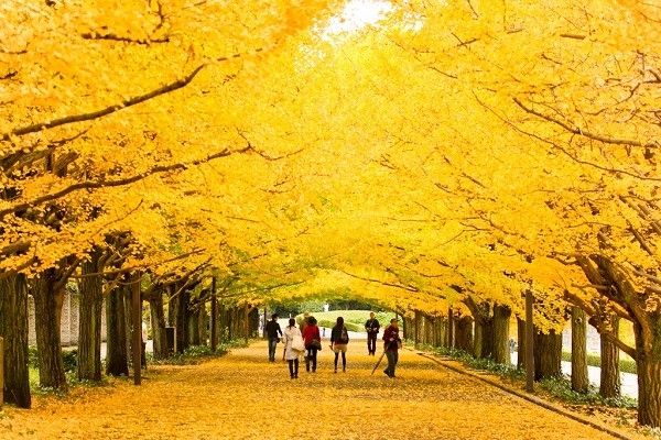 Đường cây bạch quả - Nhật Bản