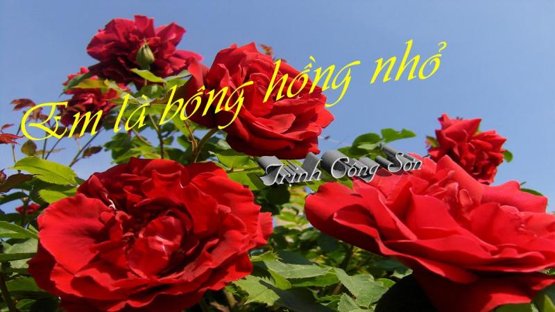 Em là hoa hồng nhỏ - Trịnh Công Sơn