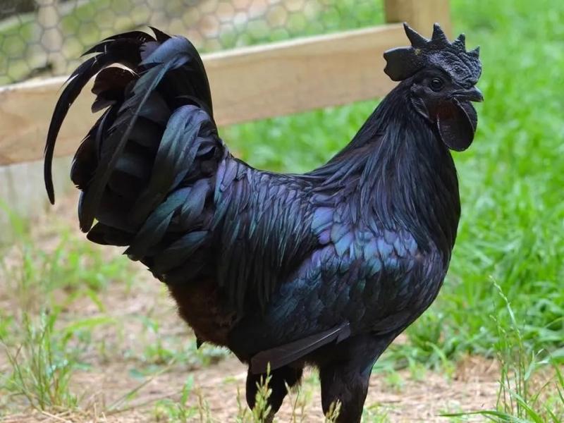Gà đen Ayam Cemani