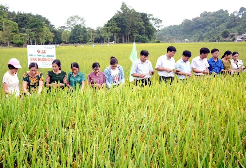 Gạo đặc sản Tân Trào (Sơn Dương)