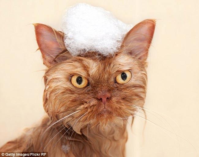 Chú mèo này khi tắm trông rất đáng thương