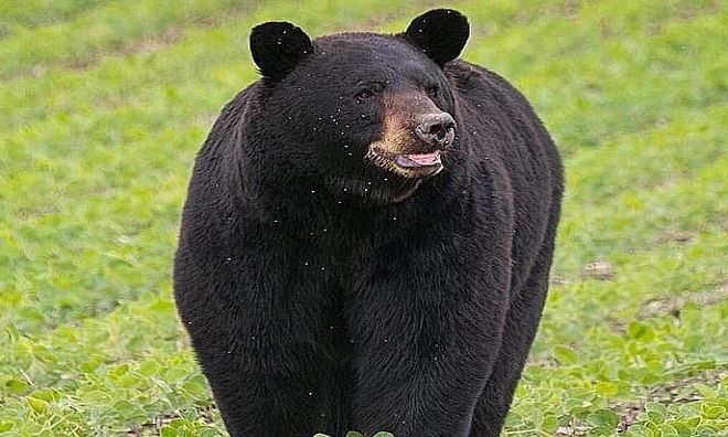 Gấu
