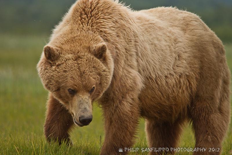 Gấu Kodiak - Nguồn Internet