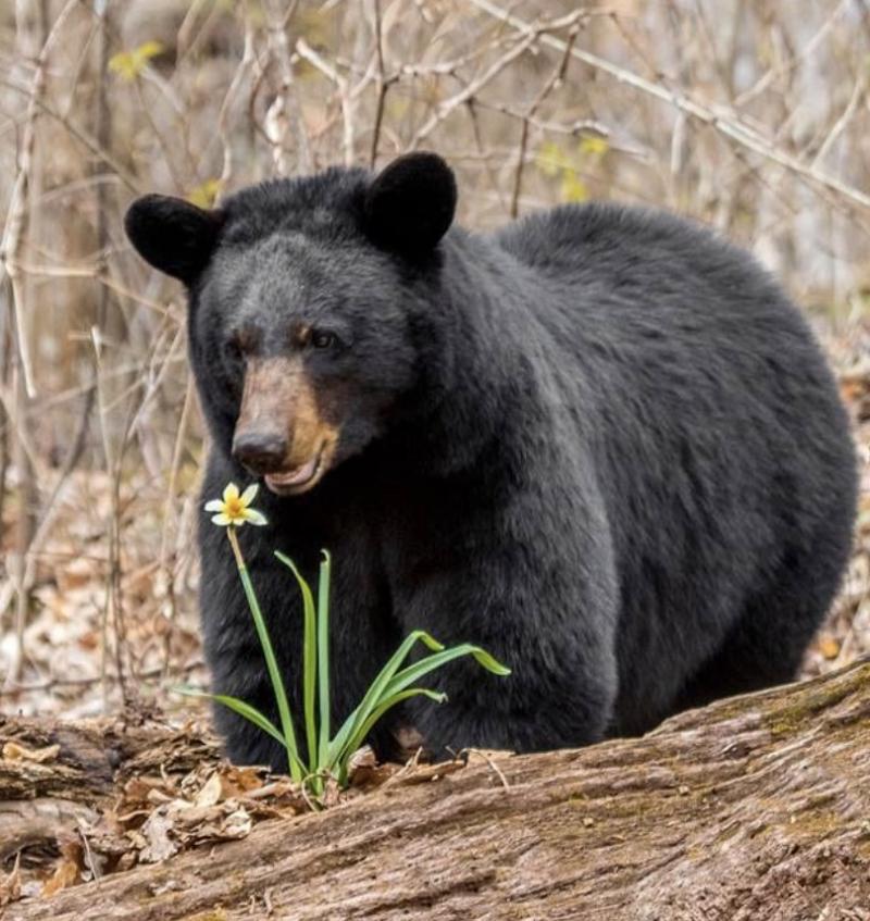 Gấu đen có tấn công con người không?