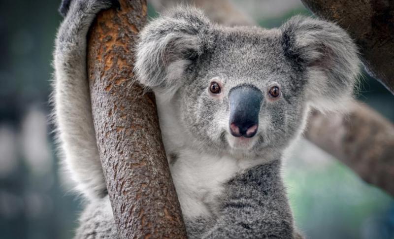 Gấu koala