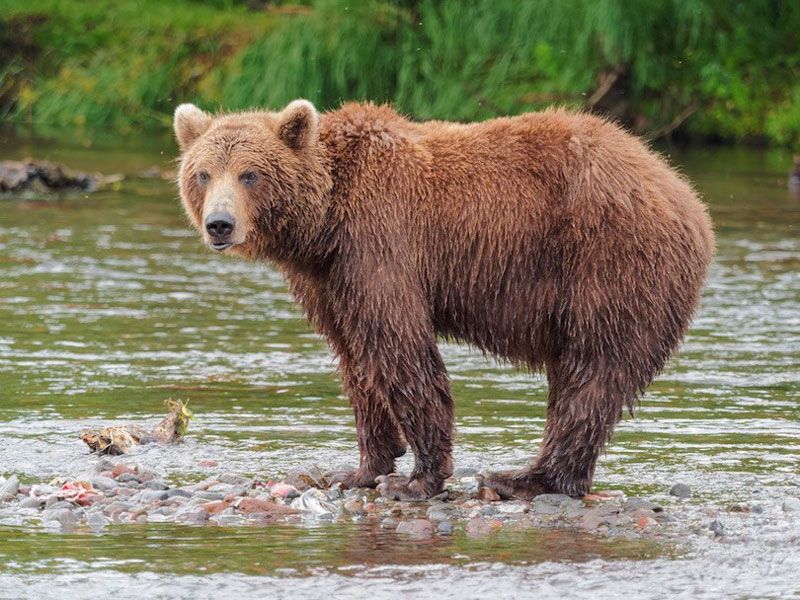 Gấu Kodiak