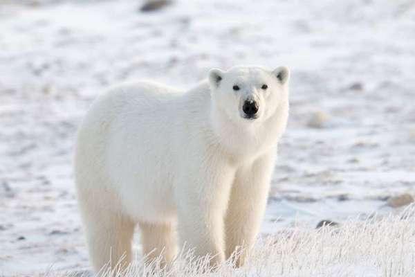 Gấu trắng Bắc Cực