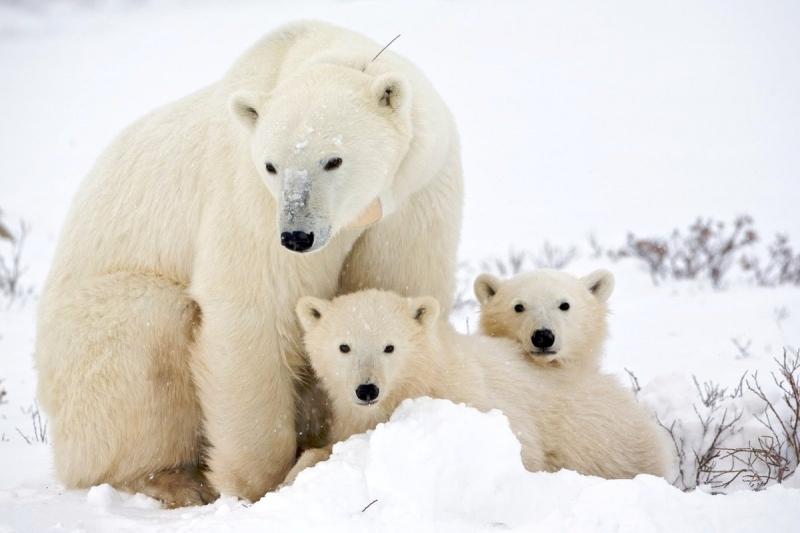 Nơi trú ngụ của gấu trắng Bắc Cực là các mảng băng
